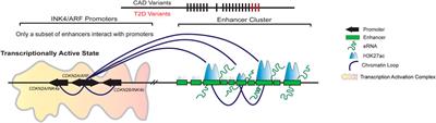 Transcriptional regulation of INK4/ARF locus by cis and trans mechanisms